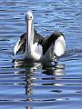 Australian Pellican (Pelecanus conspicillatus), River Torrens P1030568